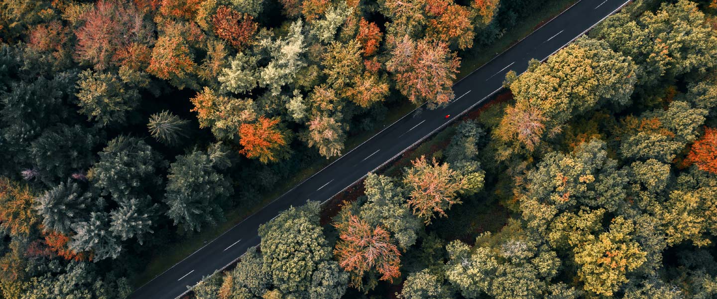 Arvores e estada vista de cima