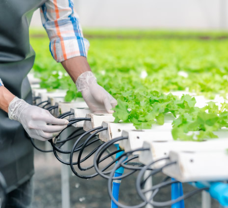 pessoa colhendo verdura