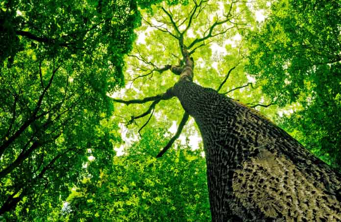 Meio ambiente: apoio do brasileiro aumenta quando há reflexo no bolso