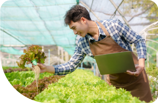 Homem asiático observando plantação de alface